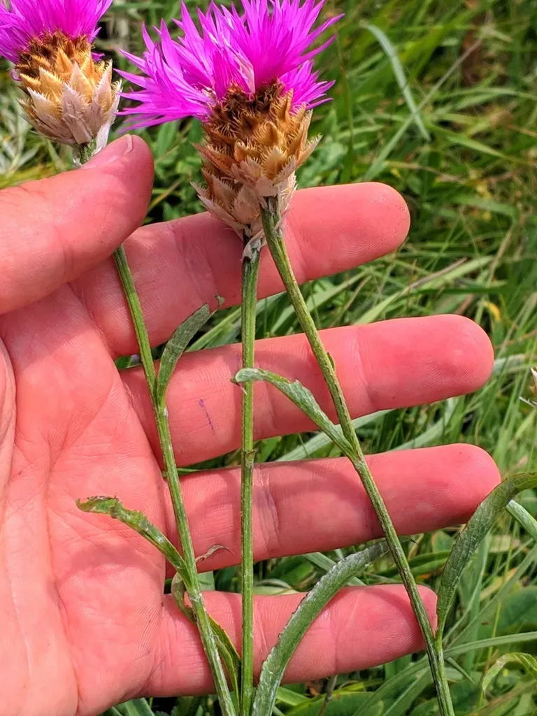 Psephellus Pulcherrimus