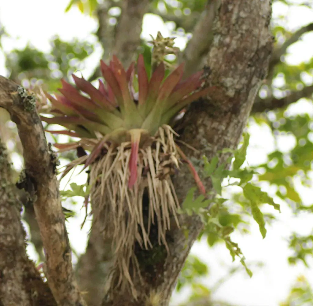 Tillandsia Biflora