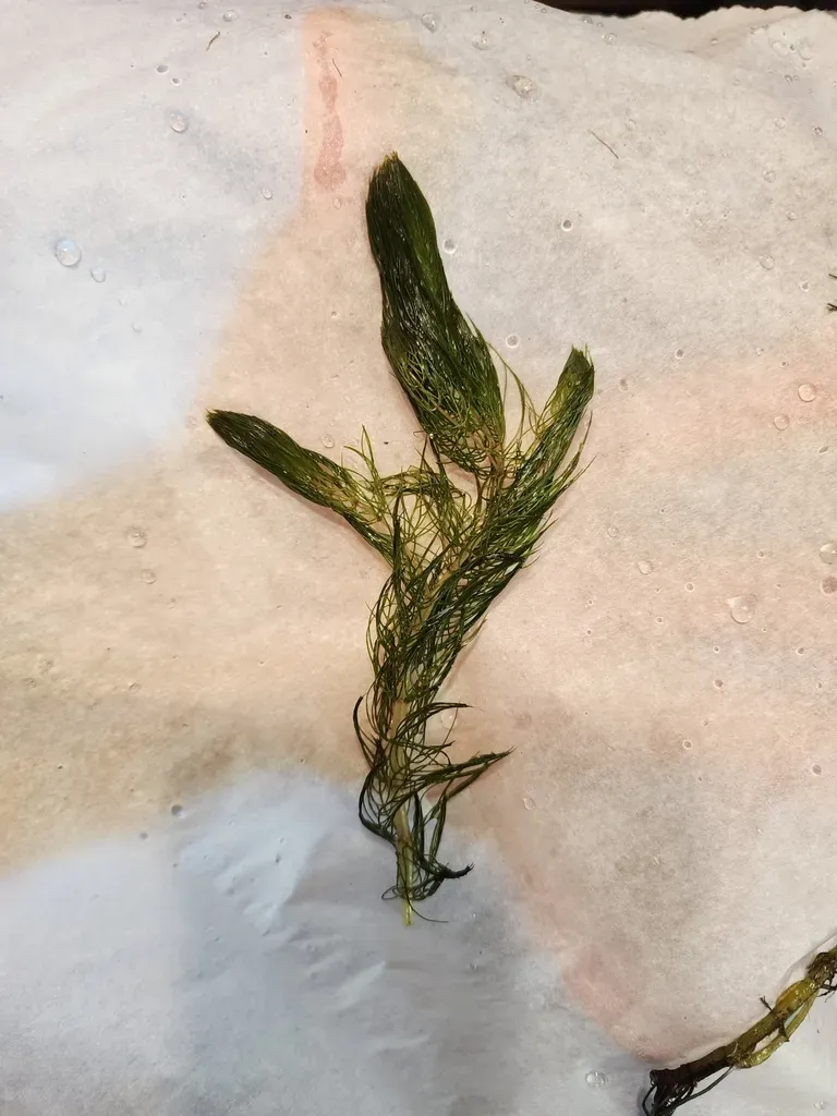 Farwell's Water-milfoil