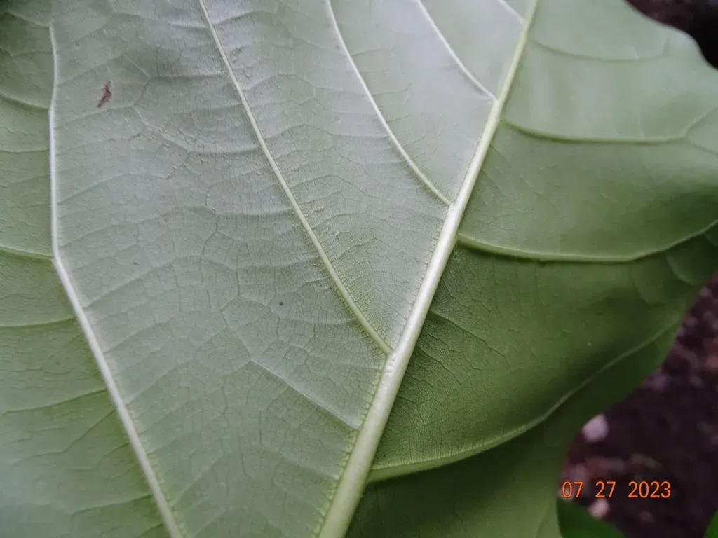 Ficus Membranacea