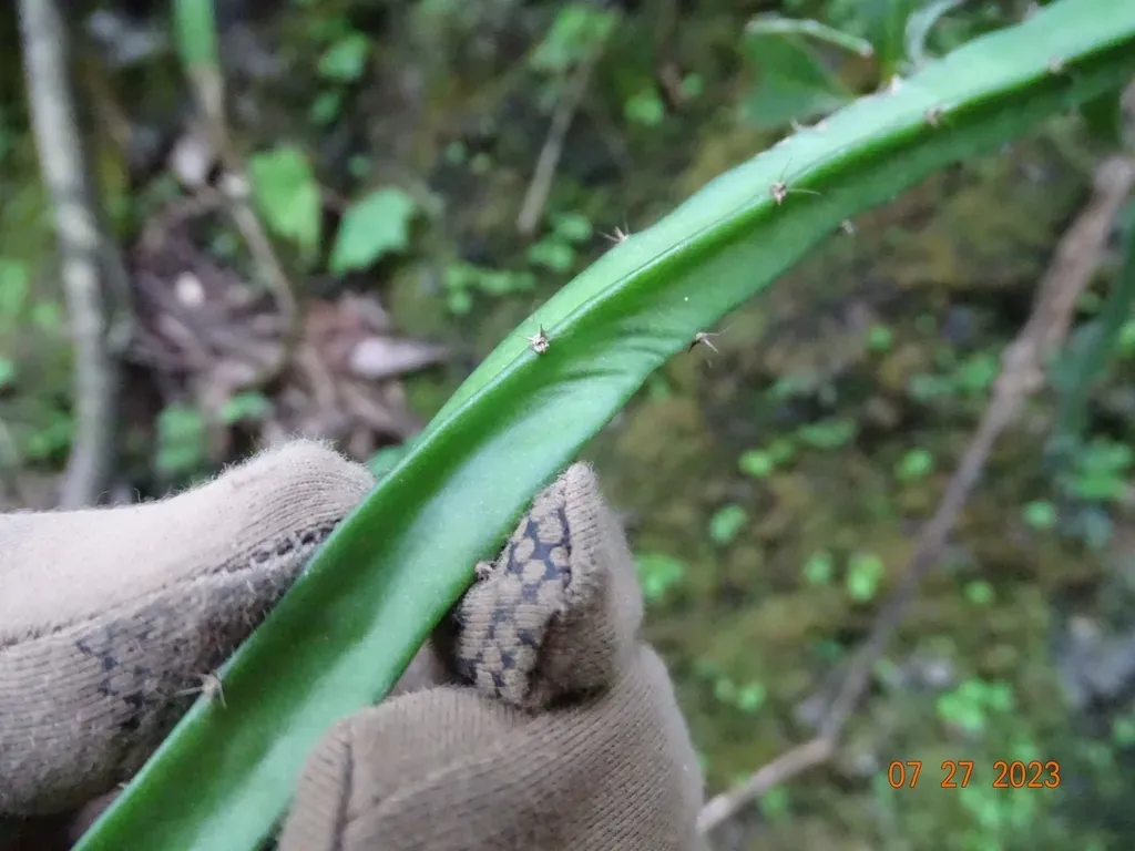 Selenicereus Atropilosus