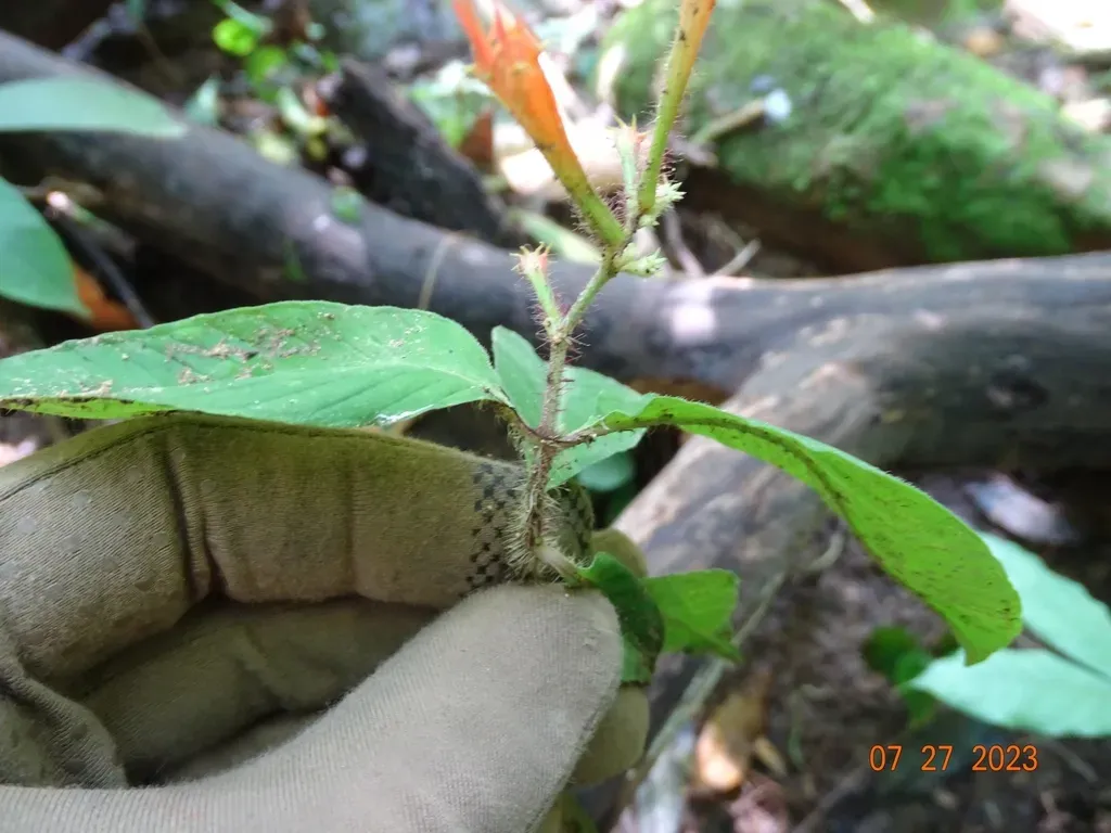 Cuphea Appendiculata