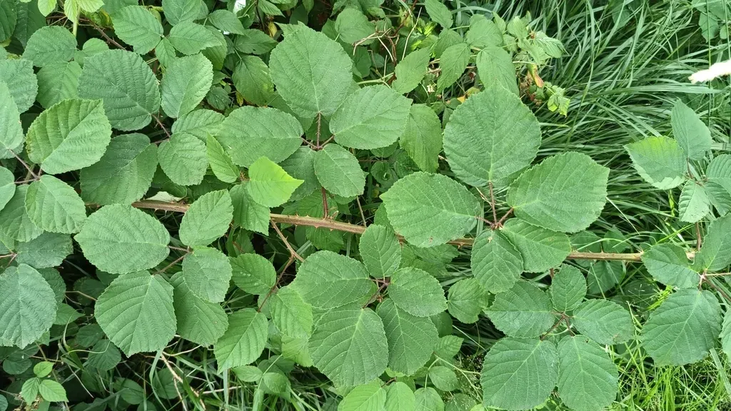 Rubus Salisburgensis