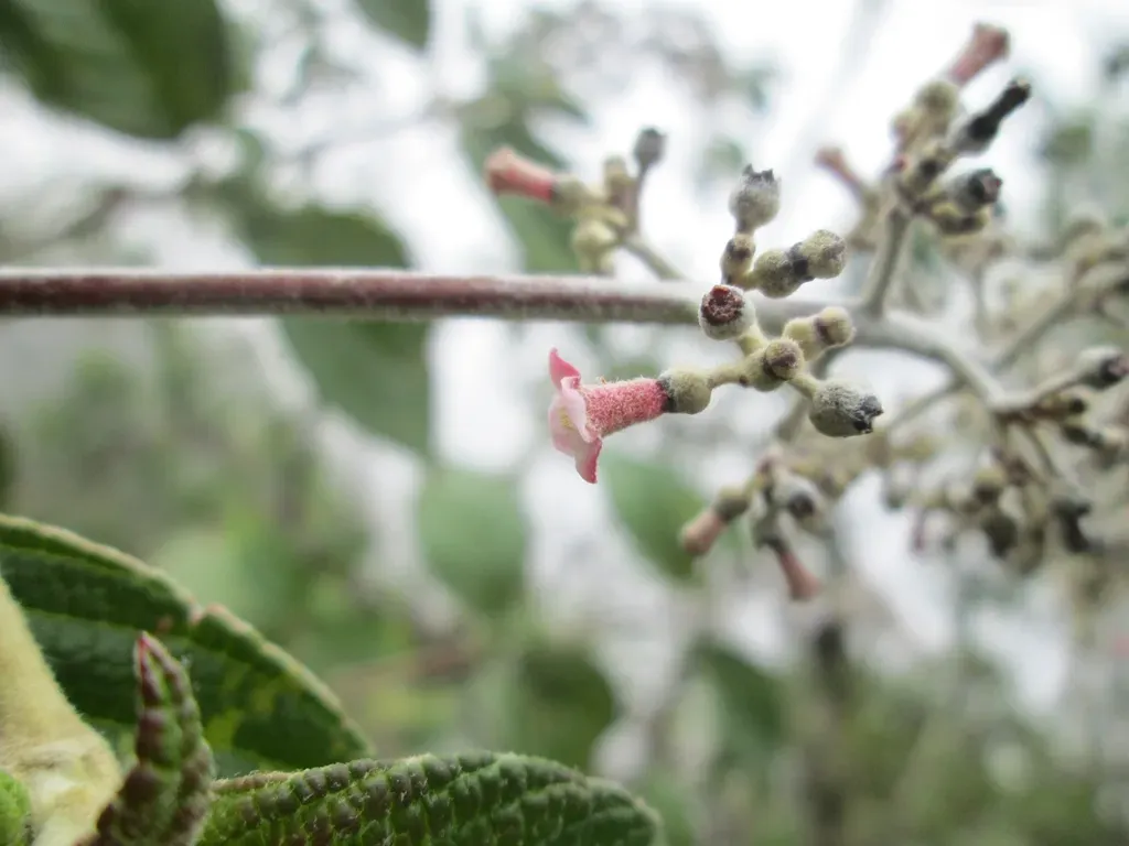 Gonzalagunia Dependens