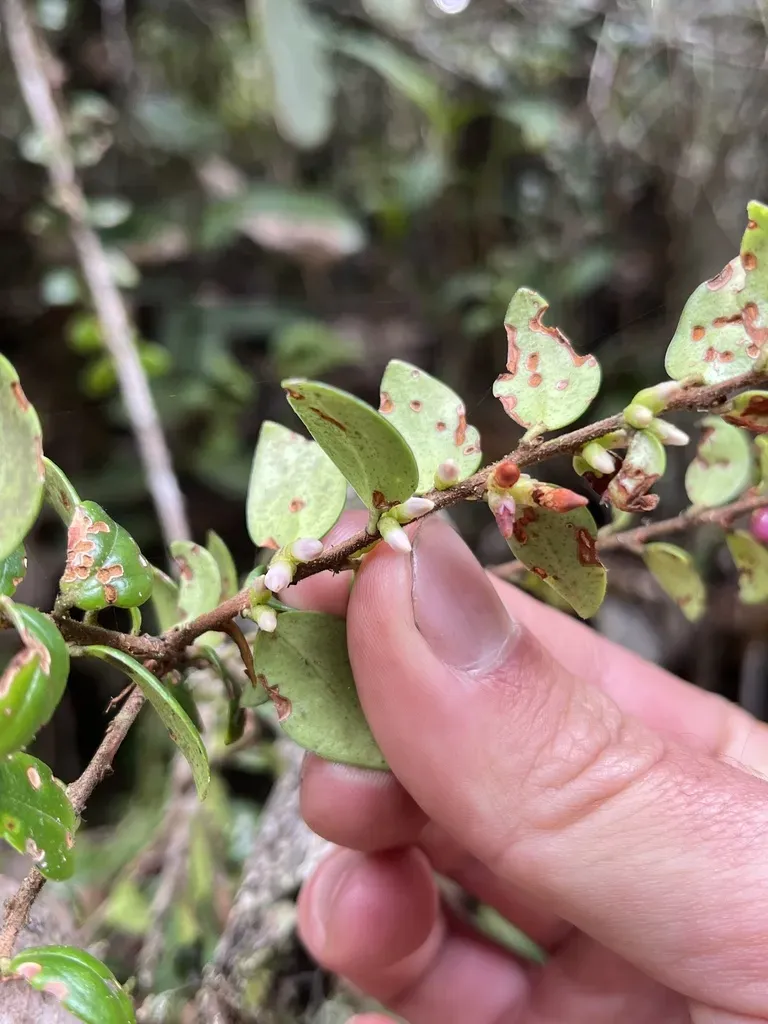 Disterigma Alaternoides