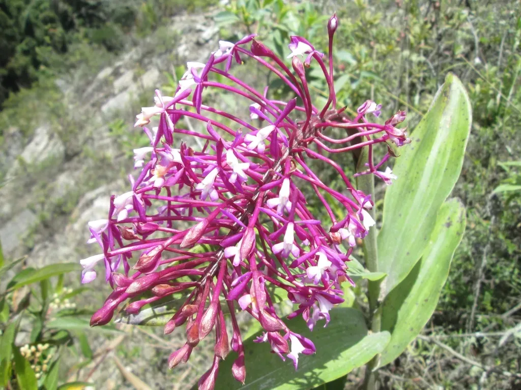 Epidendrum Syringothyrsus