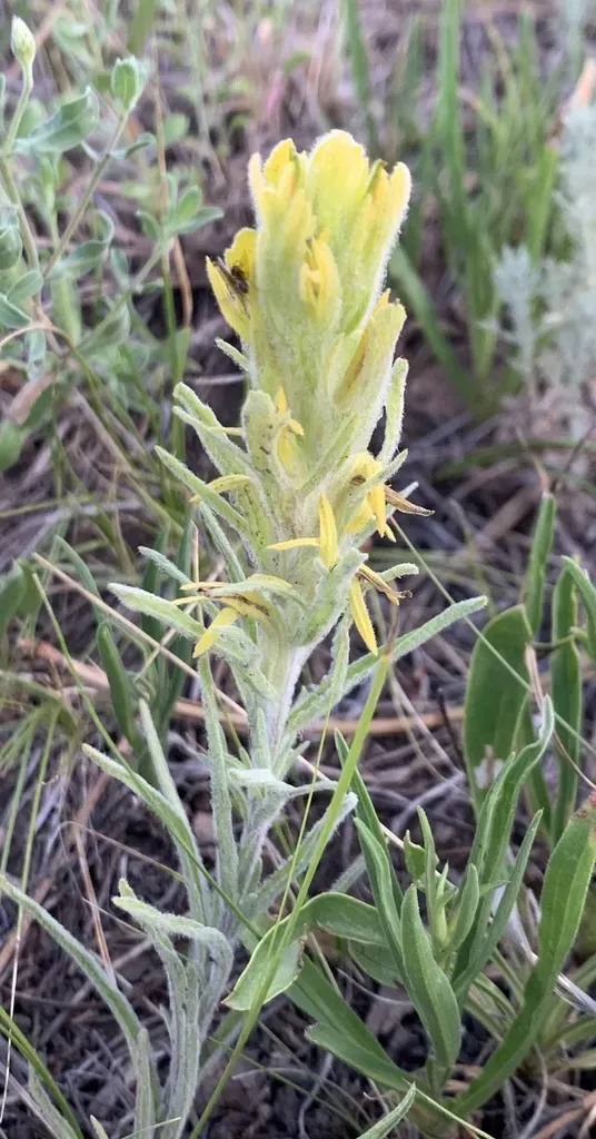 Linear-lobed Paintbrush