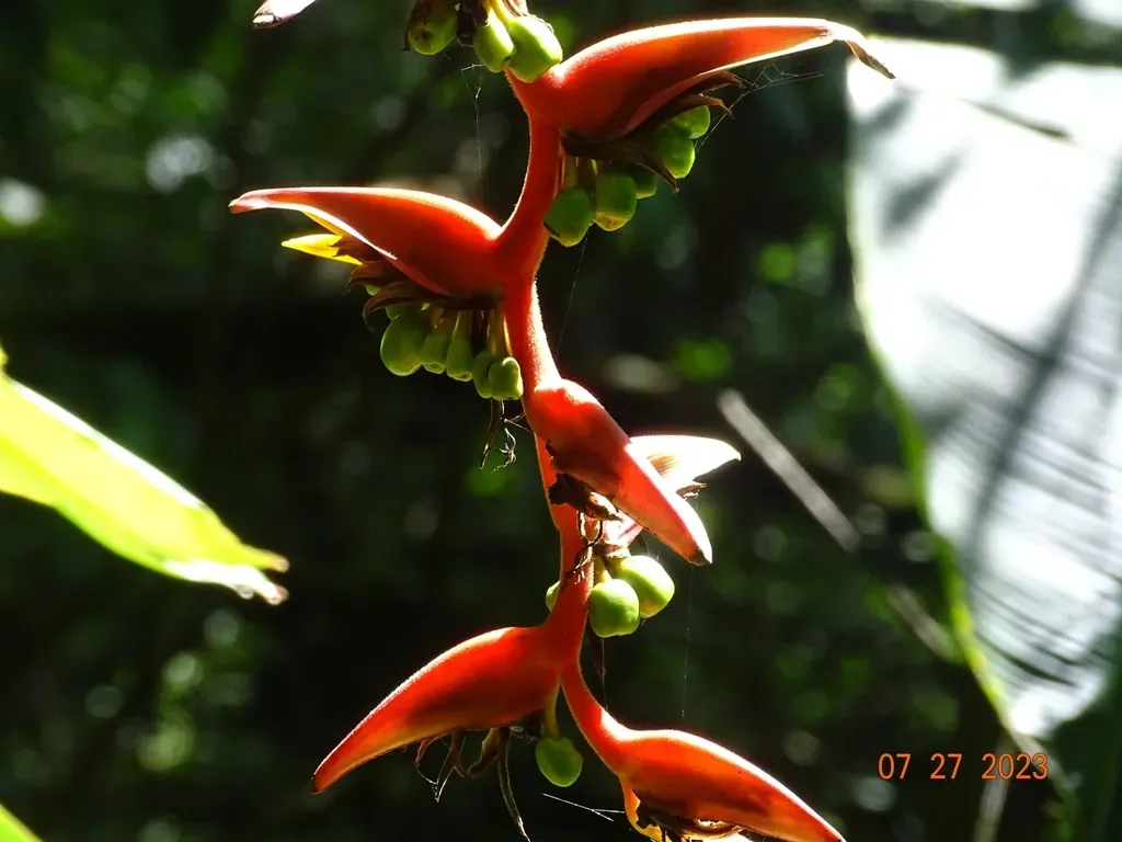 Heliconia Mooreana