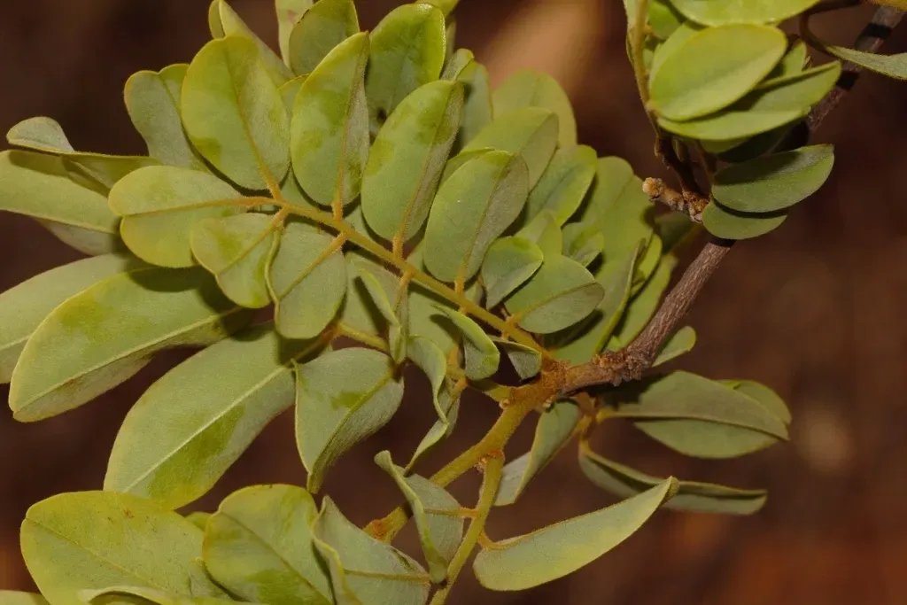 Purple-wooded Dalbergia