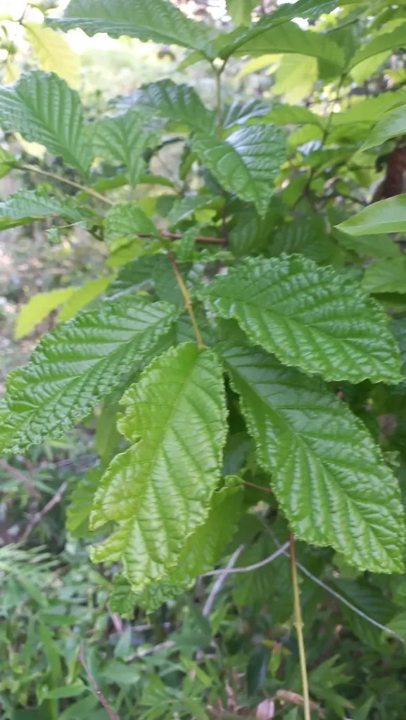 Campomanesia Reitziana