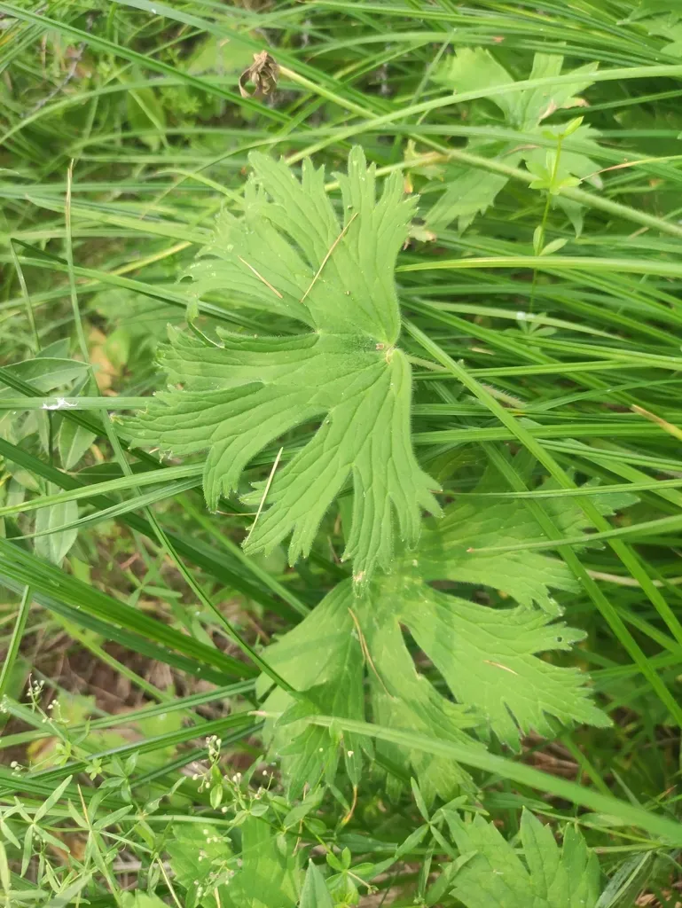 Delphinium Crassifolium