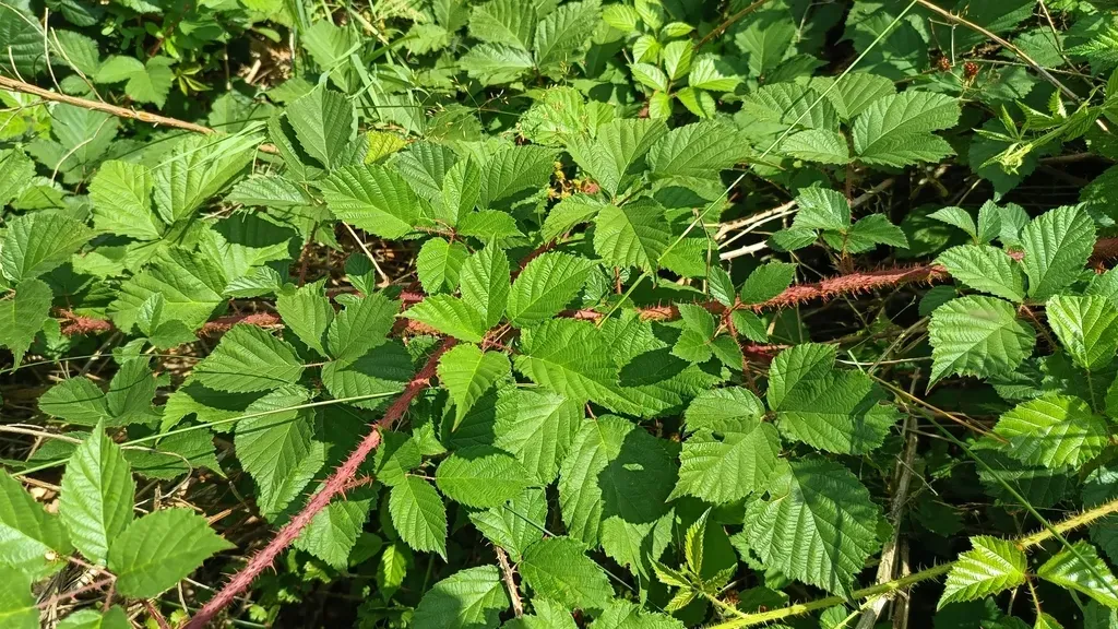 Rubus Koehleri