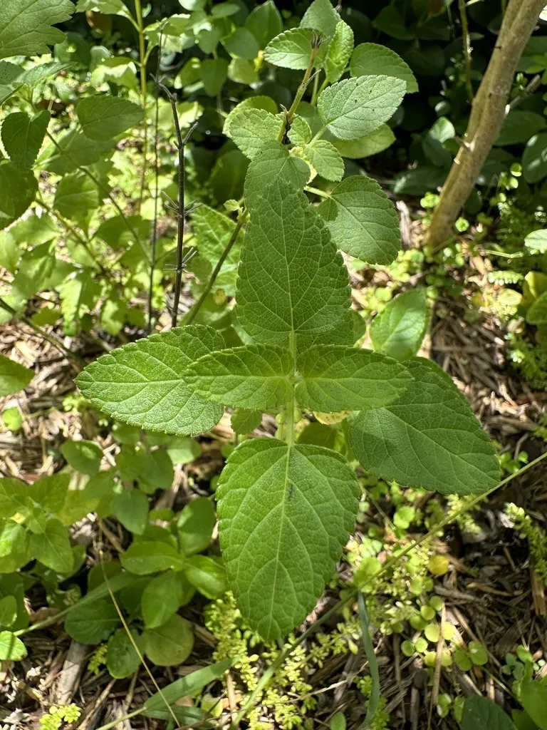 Coastal Mock Vervain
