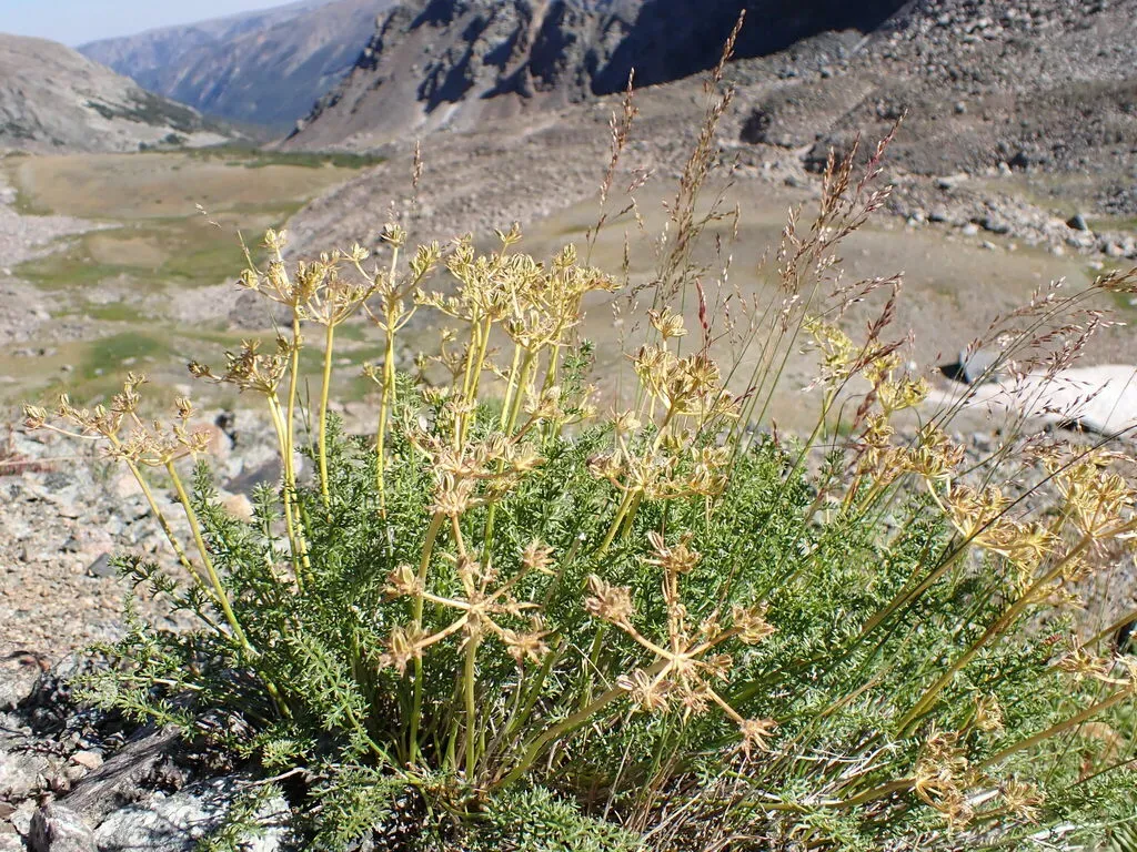 Henderson's Wavewing