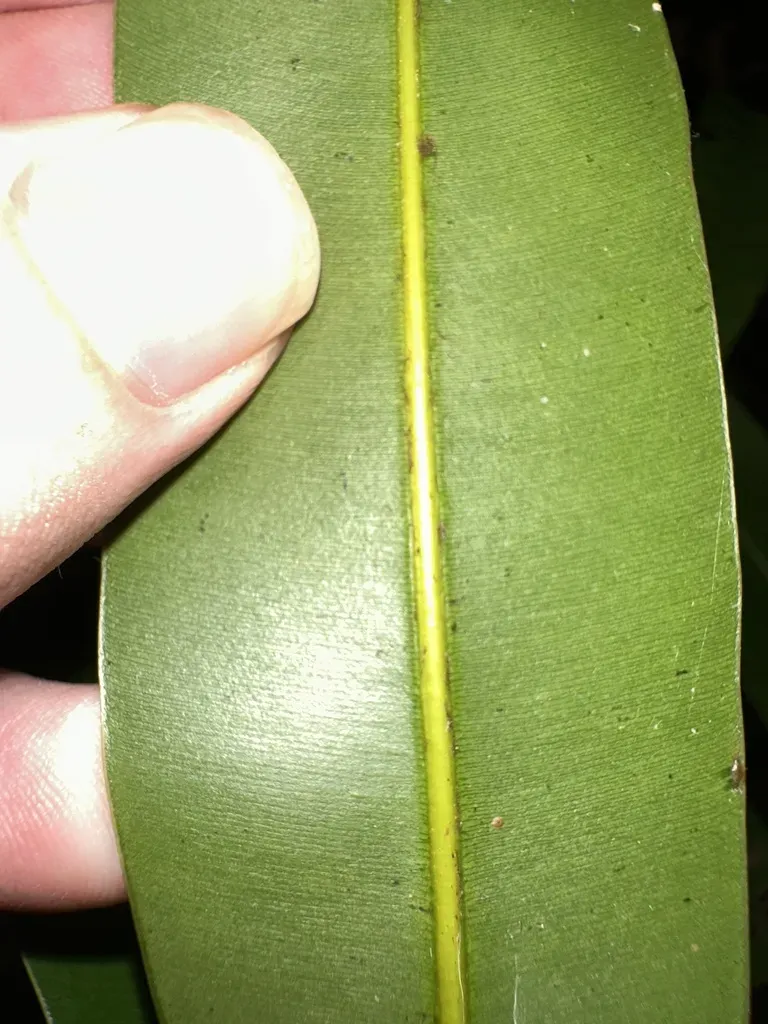 Calophyllum Ferrugineum