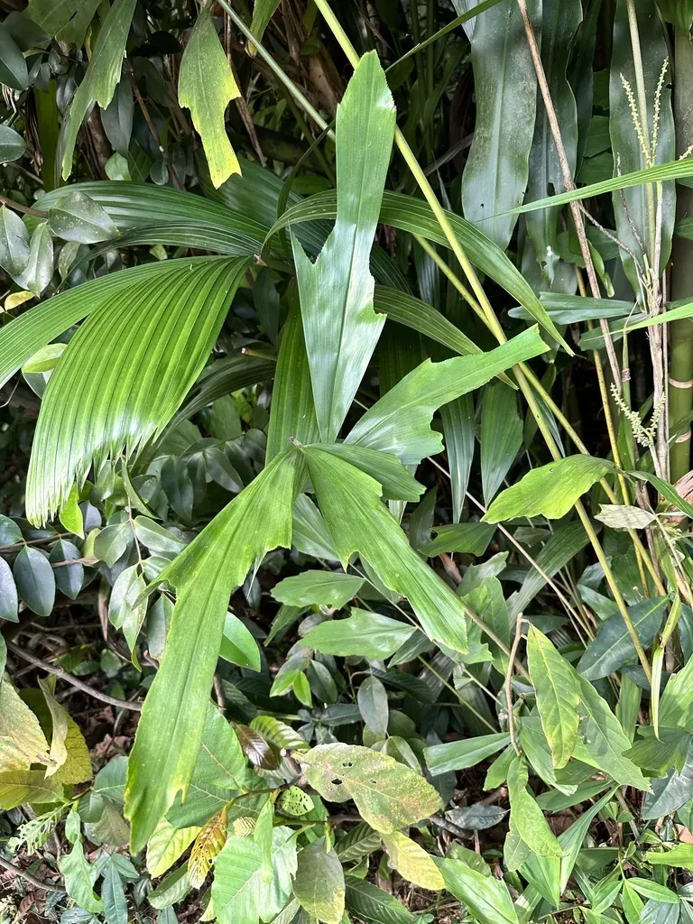 Wallichia Caryotoides