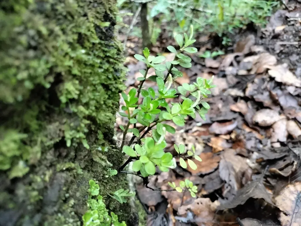 Peperomia Quadrifolia