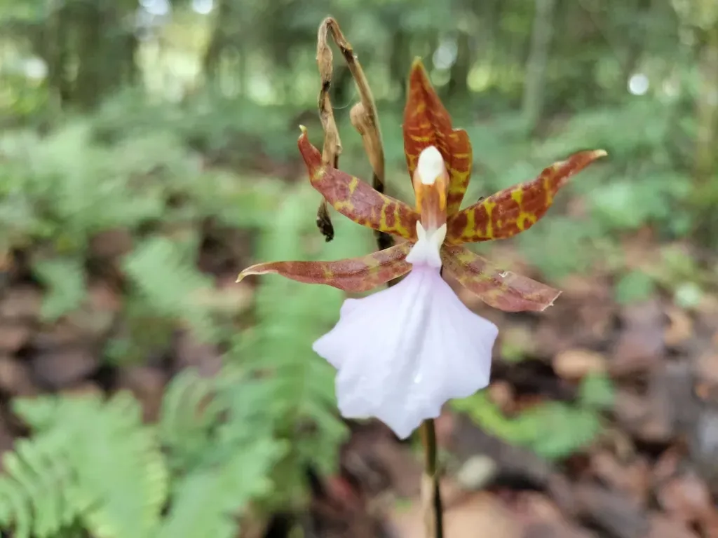 Rhynchostele Bictoniensis