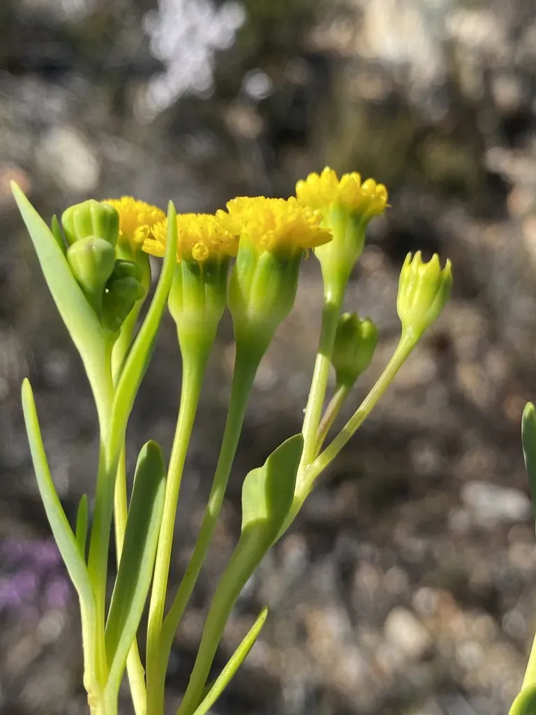 Albany Springbokbush