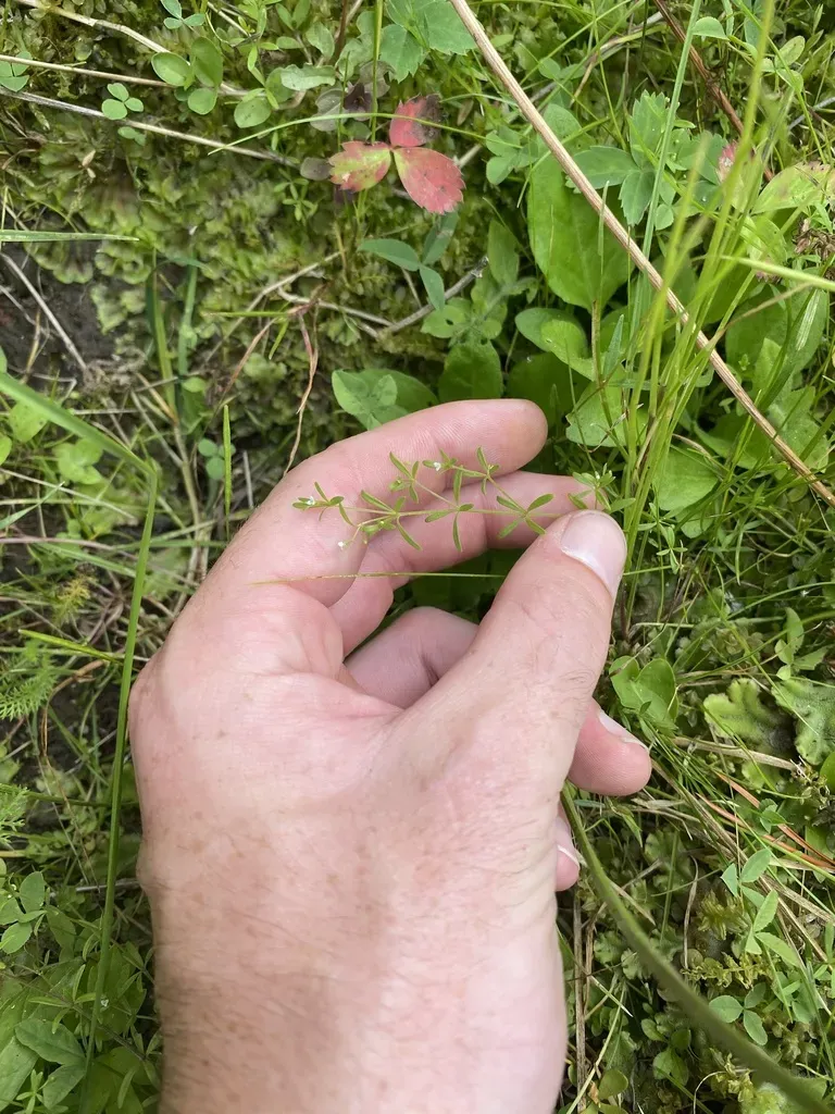 Low Mountain Bedstraw
