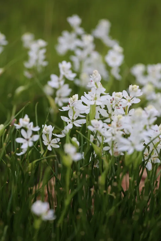 Wurmbea Murchisoniana