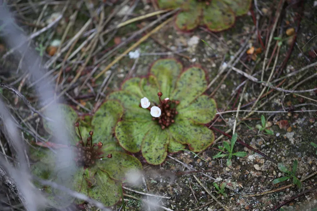 Drosera Monantha