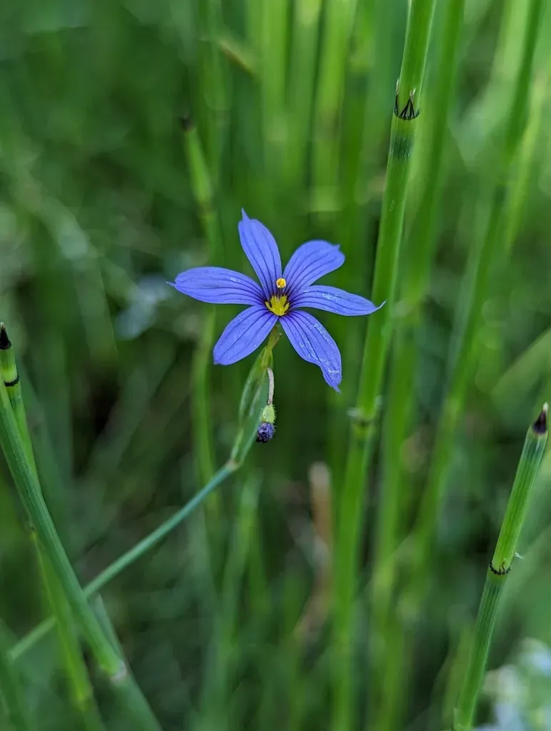 Stiff Blue-eyed Grass