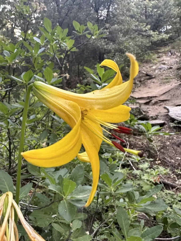 Lemon Lily