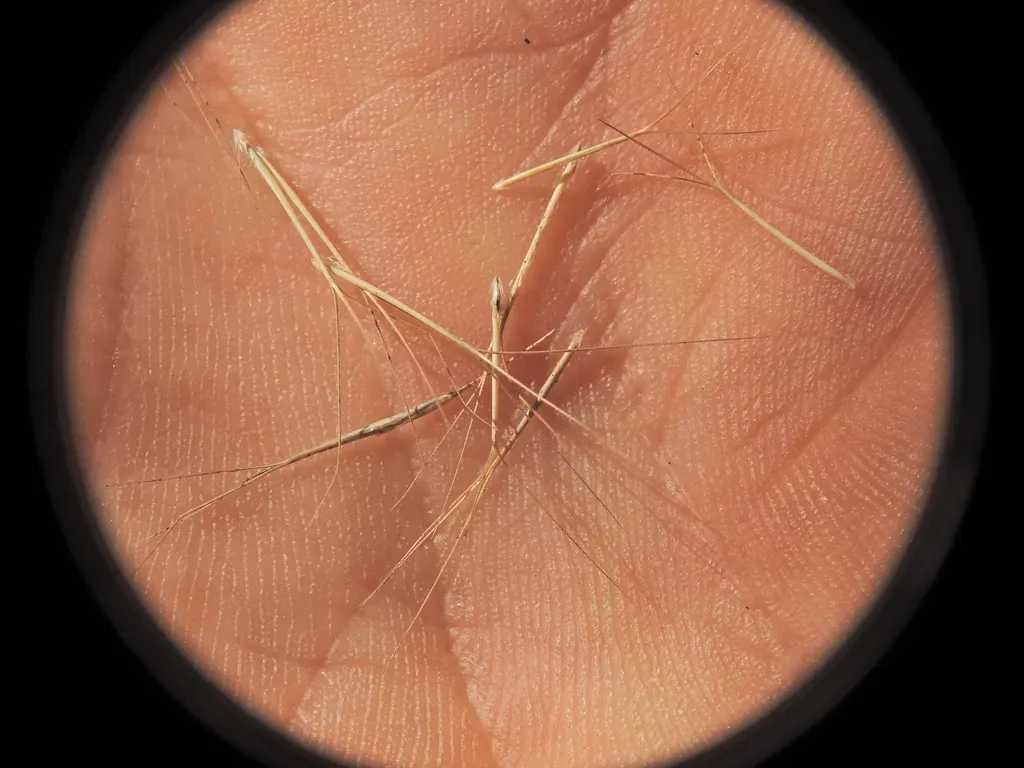Aristida Gracilipes