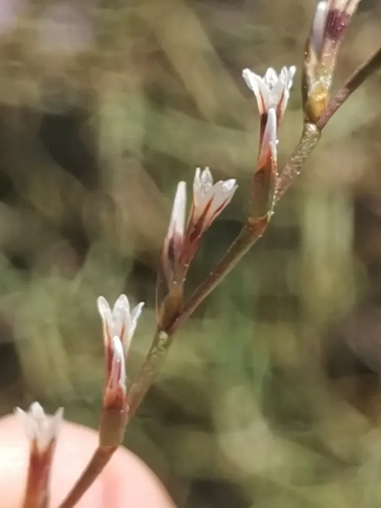 Limonium Leprosorum