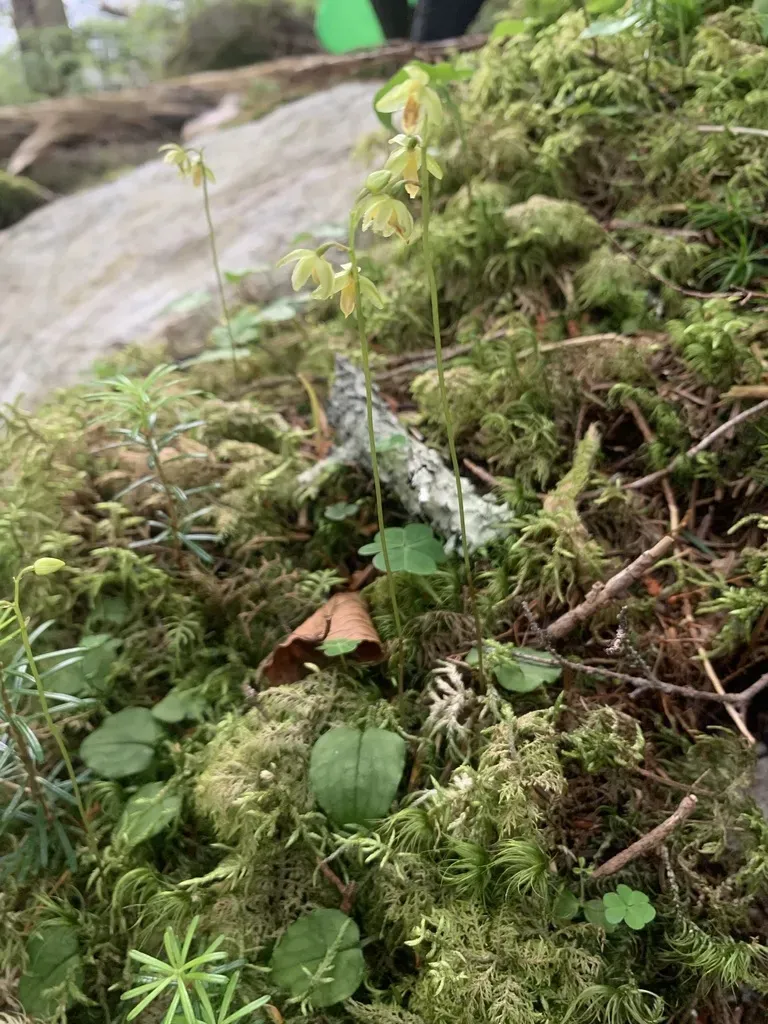 Ephippianthus Sachalinensis