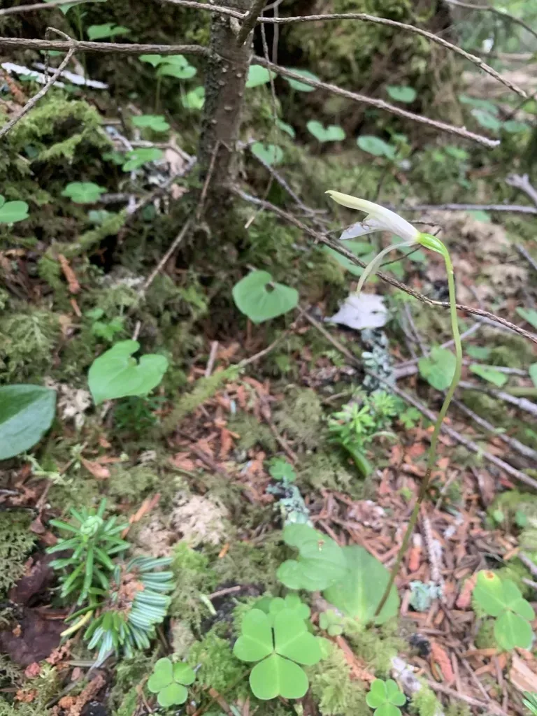 Dactylostalix Ringens