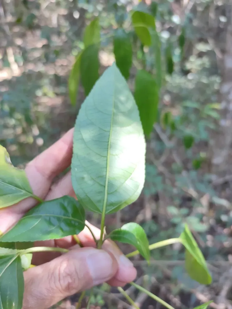 Queensland Brittlewood