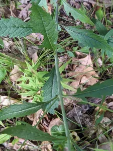 Smooth False Foxglove