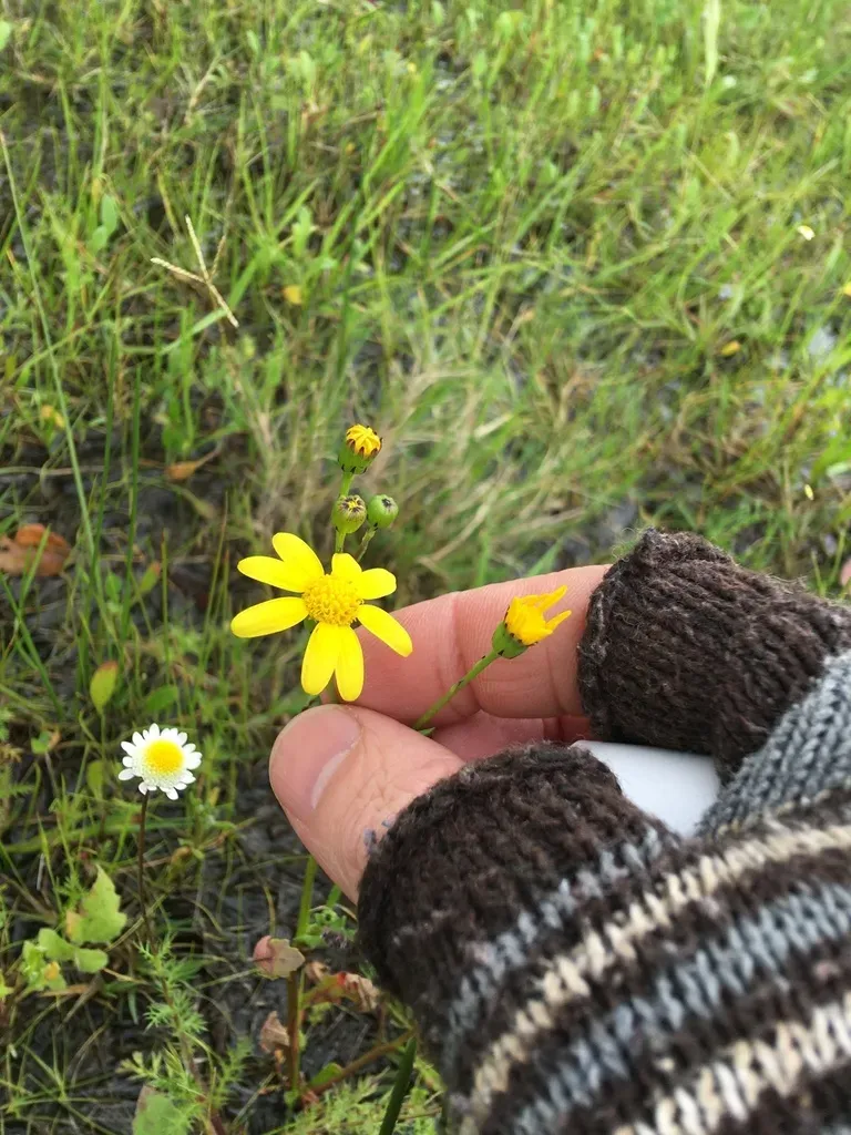 Coast Ragwort