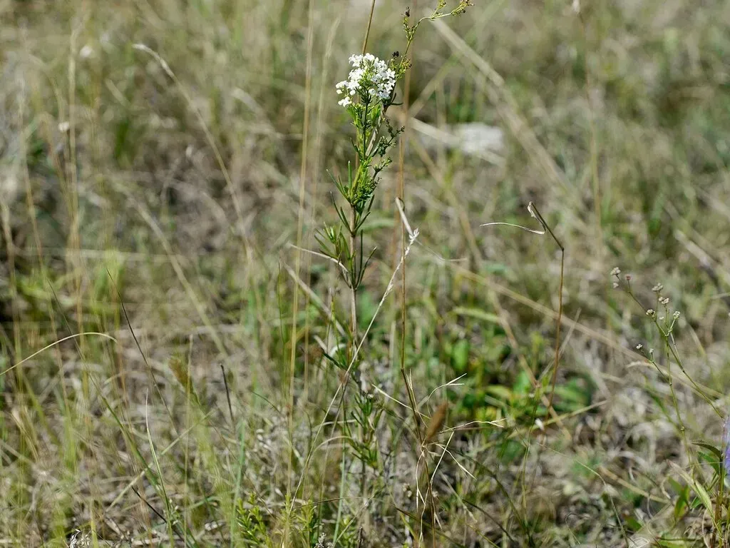 Galium Volhynicum