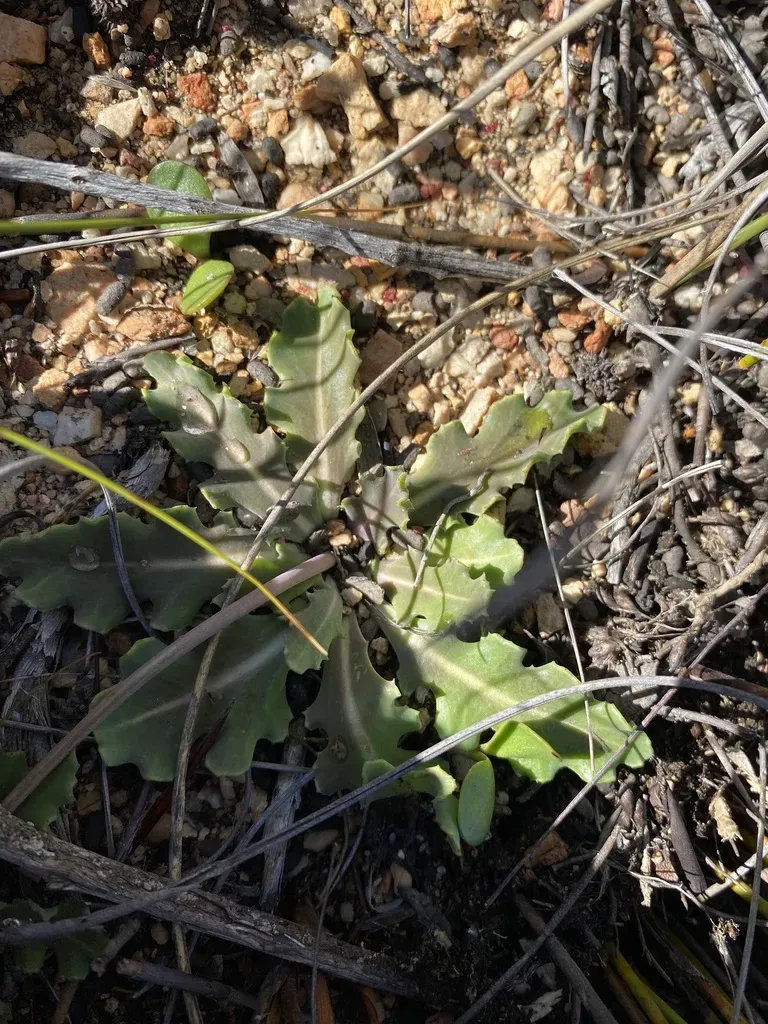 Lobeleaf Babooncabbage