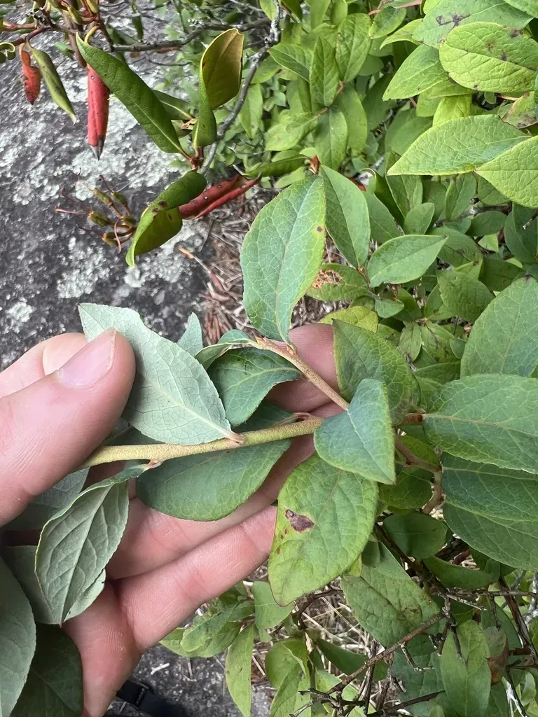 Mountain Highbush Blueberry