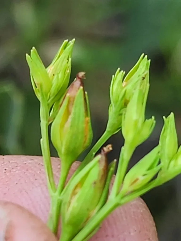 Greater Canada St. John's-wort