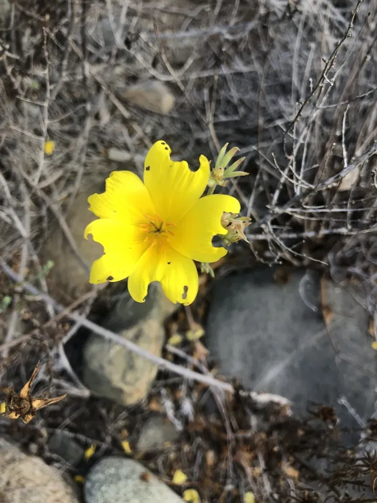 Balbisia Peduncularis