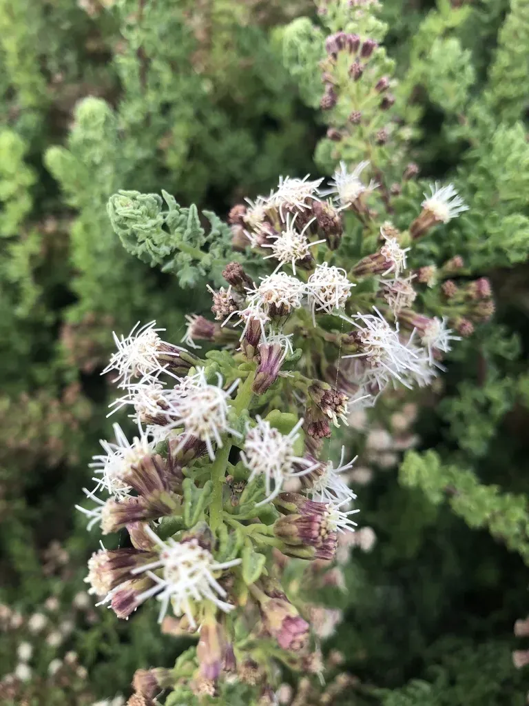 Ophryosporus Triangularis