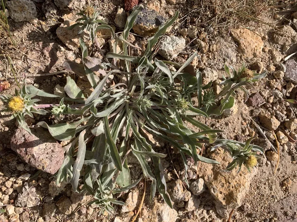 Large-flower Goldenweed