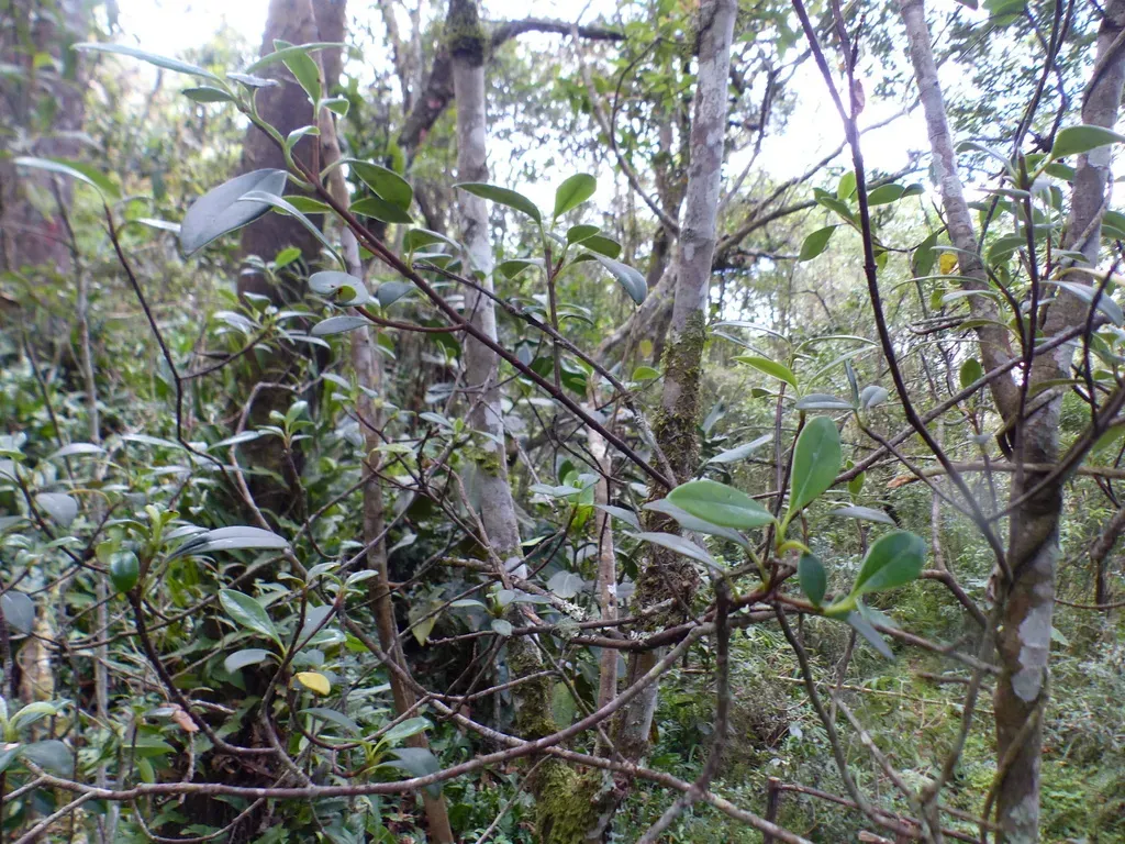Clusia Triflora