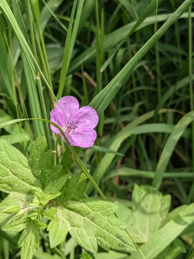 Geranium Maximowiczii