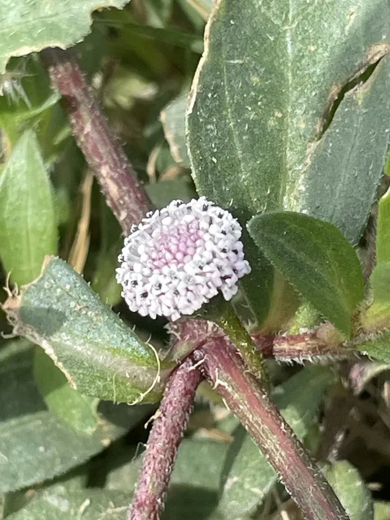 Spilanthes Leiocarpa
