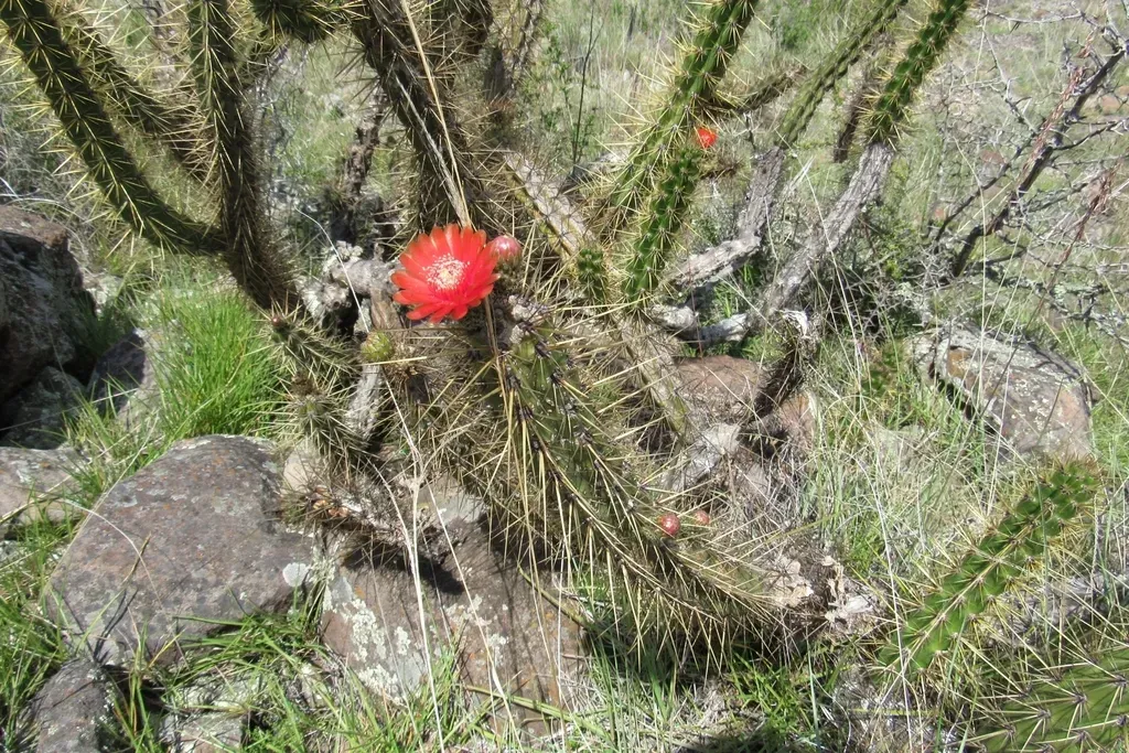 Corryocactus Ayacuchoensis
