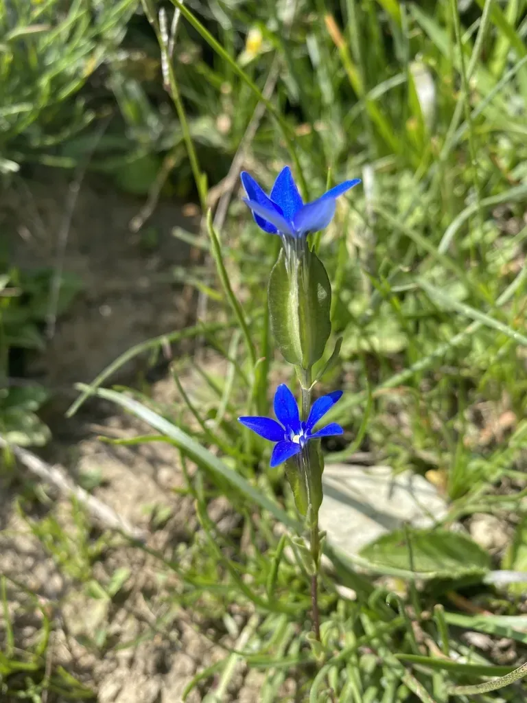 Bladder Gentian