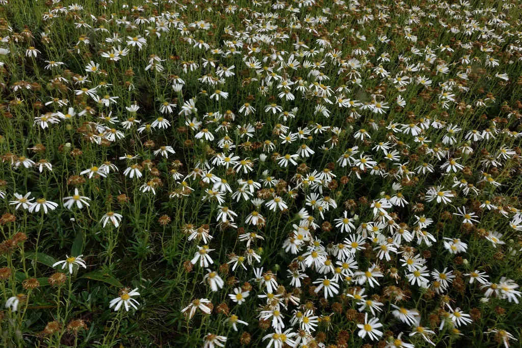 Walker's Mountain Daisy
