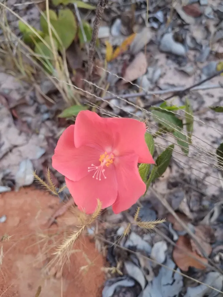 Pavonia Rosa-campestris