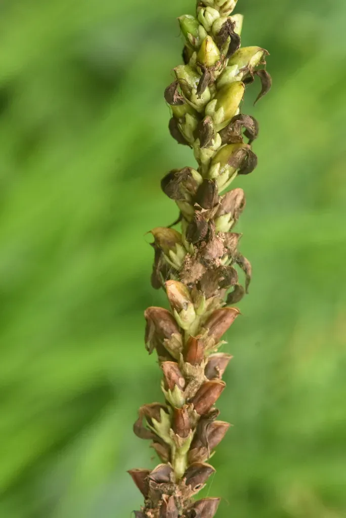 Pedicularis Incarnata